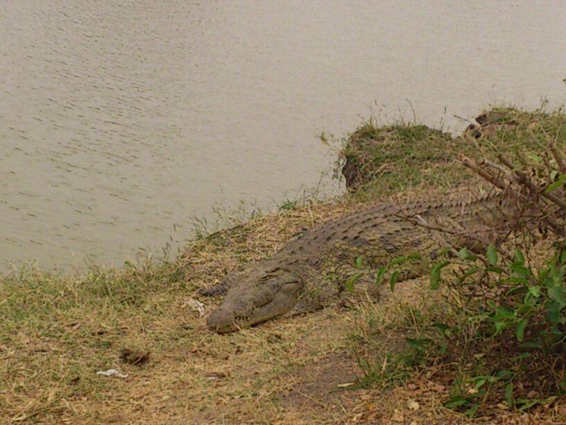 Croc on rock